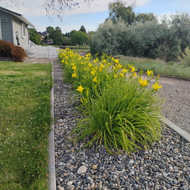 Day Lilies Day Lilies