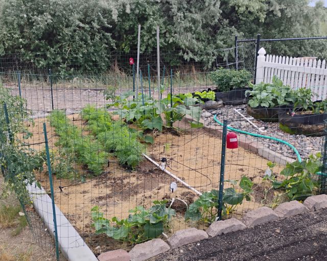 Garden Garden